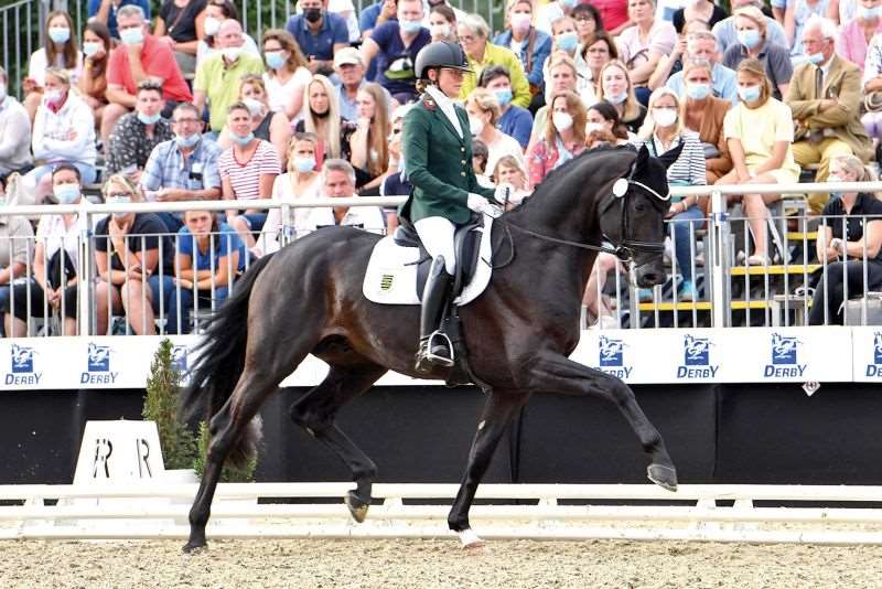 Fair Deal Stallion Fair Deal Stallion